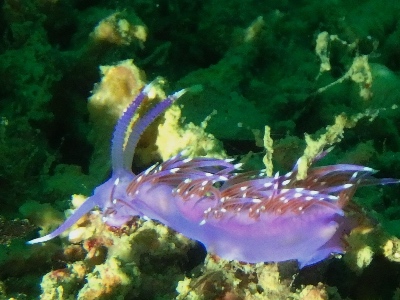 PLONGÉE DU 31/10/2021 